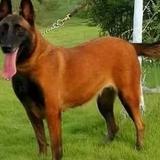 宏信犬舍头像