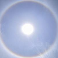 一起种桃树头像