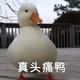 彡灬小城 · 秦PLUS DM车主头像