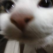 枫叶丹的个人资料头像