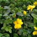 lingdu的个人资料头像