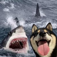 伤心百香果头像