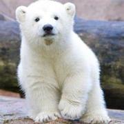 加菲猫346的个人资料头像