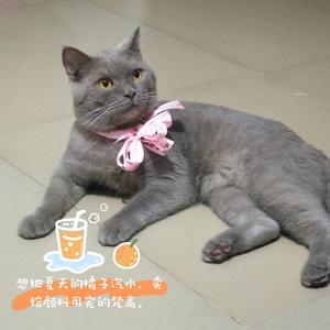 黄诗赋的猫Cat头像