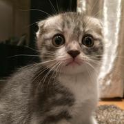 changoal的个人资料头像