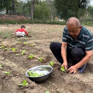 豆腐老胡头像