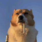 第贰拾柒年秋头像
