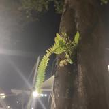 水手头像