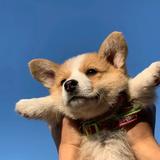 糖罐罐头像