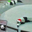 卤夫的个人资料头像