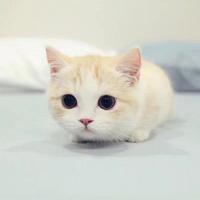 您猜722头像