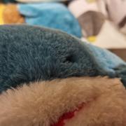 不明鲨鱼袭击的个人资料头像