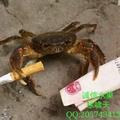 浪尖荡叶头像