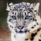 河边轻轻草头像