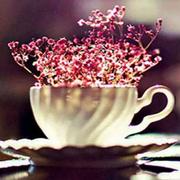 有你的小镇的个人资料头像