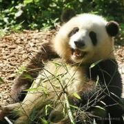 不会敲代码的咸鱼的个人资料头像