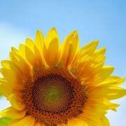 橙小ke的个人资料头像