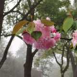 春日部小琦头像