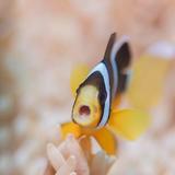 幽默了空大师头像