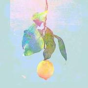 Liptschitz的个人资料头像