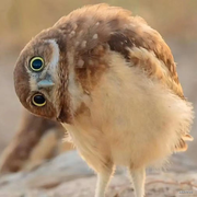 鹿鸣湖以北的个人资料头像