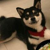 血战包子店头像