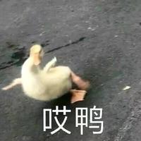 文仔仔a头像