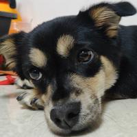 大可王山而头像