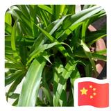 憶苦思甜870头像