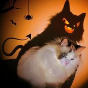 狂想家的个人资料头像