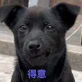 得意阿噜头像