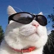 Bob91的个人资料头像