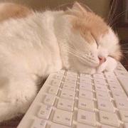 不想水醒的个人资料头像