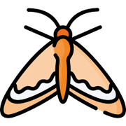 Moth_cURL的个人资料头像