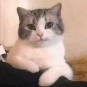 yxxst的个人资料头像