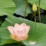 永不放弃枪手头像