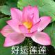 健康平安1732头像