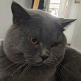 伤心鸡蛋糕头像