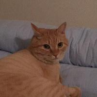 手机用户喵小贱头像