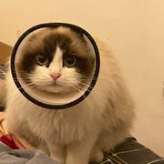 xianmua的个人资料头像