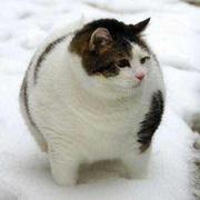 Lave的个人资料头像