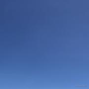 一只菜包狗的个人资料头像