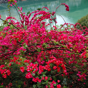 杜鹃花头像