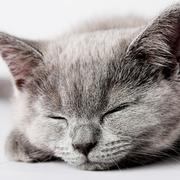 雅阳的个人资料头像