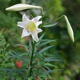 百合蒜头像