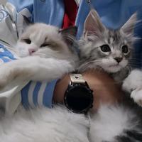 智慧小红花2T1头像