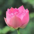 逍遥2856头像