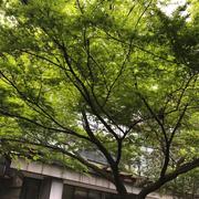 叶莫尘的个人资料头像