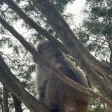 庐山大傻猴头像