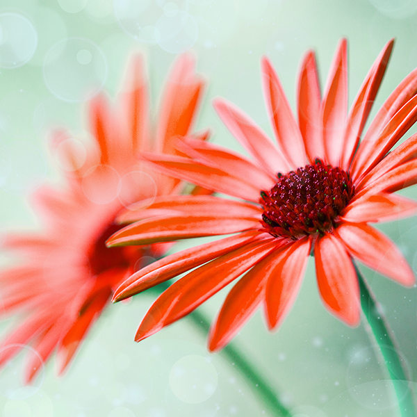 极速伯特9H头像